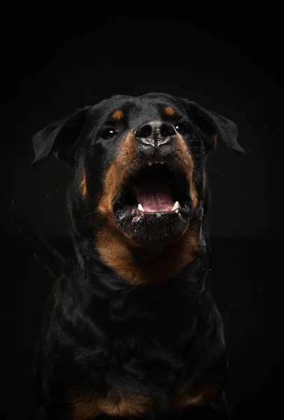 口を開けて怒っている犬。ペットは食物を捕まえる。ロットウィラー・スパール — ストック写真