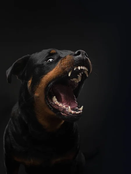Vzteklý pes s otevřenou pusou. Domácí mazlíčci chytají jídlo. Rottweiler vrčí — Stock fotografie