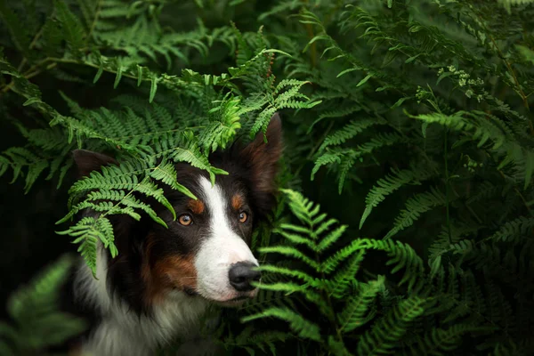 El perro se asoma por detrás de un helecho. Frontera Collie en la naturaleza en el bosque . — Foto de Stock