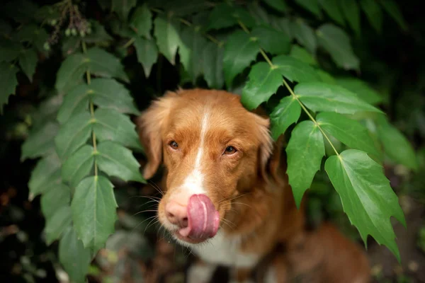 The dog peeks out from behind a fern. Nova Scotia Duck Tolling Retriever licked. — Stock Photo, Image