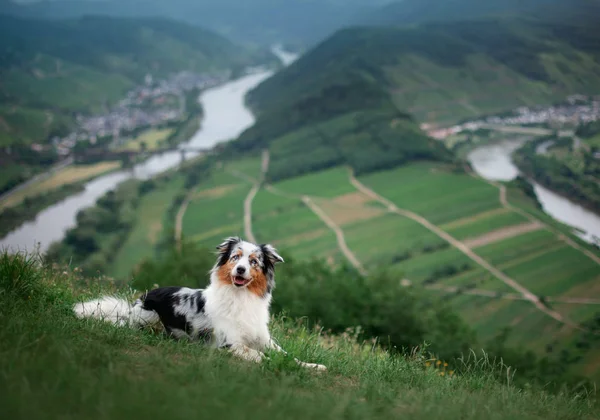 Hond op de top van de heuvel. Huisdier van de natuur. Australische herder in het park — Stockfoto