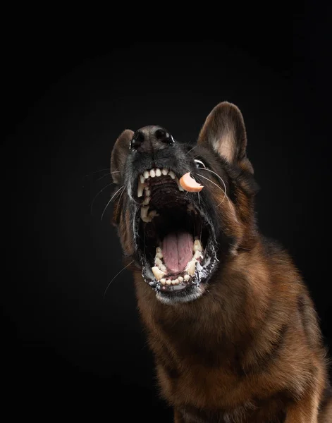 Pastor alemão de boca aberta. Cão pega comida em um fundo escuro no estúdio — Fotografia de Stock