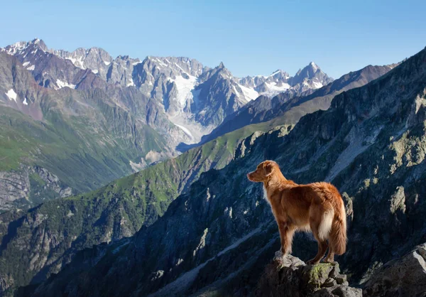 Собака в горах. путешествовать с домашним животным в Джорджии. Новая Шотландия Утка Толлинг ретривер стоит на скале и смотрит вниз — стоковое фото