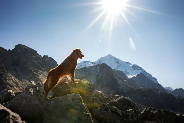 Dog in the mountains. travel with a pet in Georgia. Nova Scotia Duck Tolling Retriever stands on a rock and looks down Stock Photo