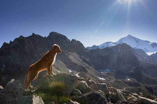 Dog in the mountains. travel with a pet in Georgia. Nova Scotia Duck Tolling Retriever stands on a rock and looks down Royalty Free Stock Images