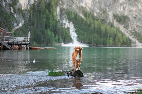 Hund am Bergsee. gehen Sie mit Ihrem Haustier. nova scotia duck tolling retriever Stammbaum auf den Felsen in Wassernähe — Stockfoto