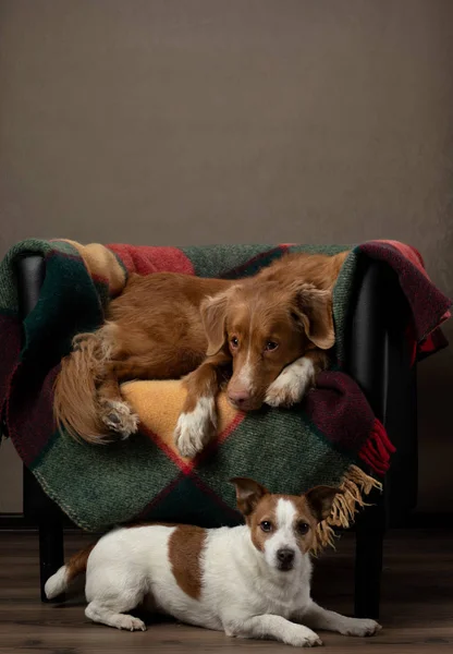 Deux chiens sur une chaise avec un plaid coloré sur un mur de fond. Nouvelle-Écosse Récupérateur de péage Jack Russell Terrier à l'extérieur — Photo