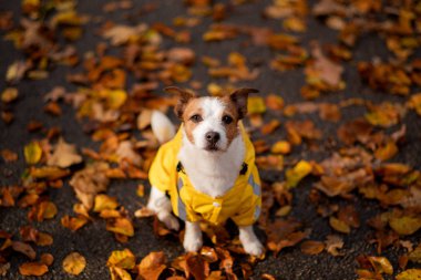 Sonbaharda parkta ceketli bir köpek. Jack Russell Terrier doğada sarı yağmurluk giyiyor. Hayvan yürüyüşü
