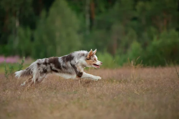 Pies biega po trawie. Aktywny zwierzak gra w przyrodzie. granica sportowa collie o świcie — Zdjęcie stockowe