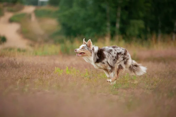 Il cane corre sull'erba. Animali domestici attivi gioca in natura. sport border collie all'alba — Foto Stock