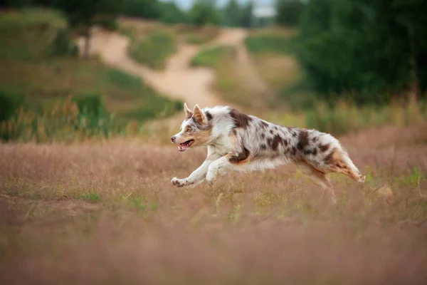 Der Hund läuft auf dem Gras. Aktives Haustier spielt in der Natur. Border Collie im Morgengrauen — Stockfoto