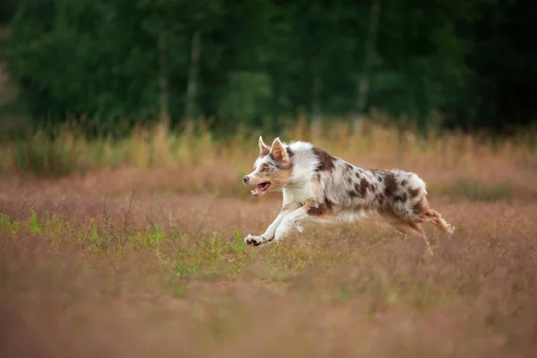 Pies biega po trawie. Aktywny zwierzak gra w przyrodzie. granica sportowa collie o świcie — Zdjęcie stockowe