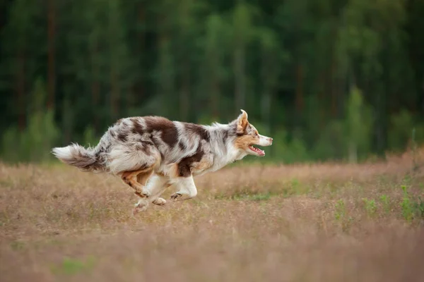 Il cane corre sull'erba. Animali domestici attivi gioca in natura. sport border collie all'alba — Foto Stock