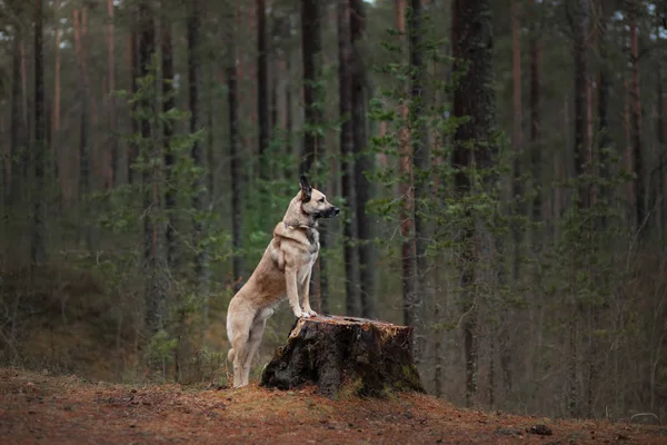 Cão na floresta. Pet para um passeio na floresta de pinheiros . — Fotografia de Stock