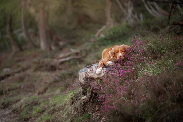 Hond in heide kleuren. Portret van een huisdier in de natuur. Nova Scotia Duck Tolling Retriever in het prachtige landschap. — Stockfoto