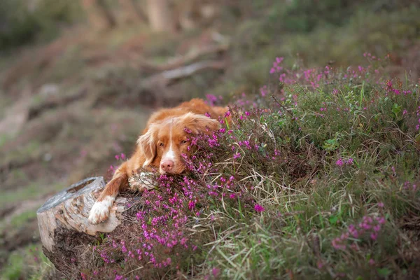 ヘザーカラーの犬自然の中でペットの肖像画。ノバスコシアダックは美しい景色の中で取得します. — ストック写真