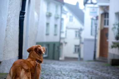 Sisteki köpek. Kasabanın göbeğinde bir evcil hayvan. Nova Scotia Duck Tolling Retriever