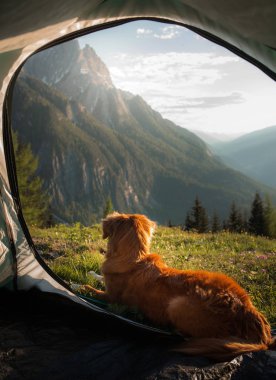 Dağlarda bir köpekle kamp yapmak. Doğada bir çadırda evcil hayvan. Nova Scotia Duck Tolling Retriever tatilde.