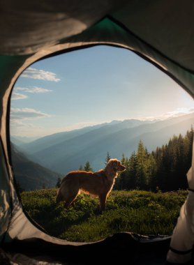 Dağlarda bir köpekle kamp yapmak. Doğada bir çadırda evcil hayvan. Nova Scotia Duck Tolling Retriever tatilde.