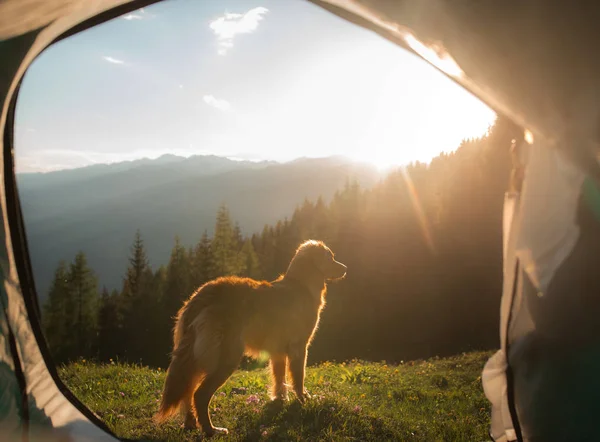 Camping with a dog in the mountains. Pet in a tent on the nature. Nova Scotia Duck Tolling Retriever on vacation — Stock Photo, Image