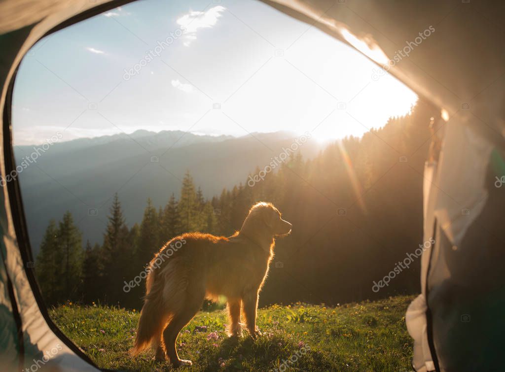 camping with a dog in the mountains. Pet in a tent on the nature. Nova Scotia Duck Tolling Retriever on vacation