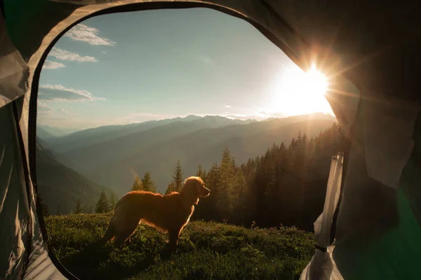 camping with a dog in the mountains. Pet in a tent on the nature. Nova Scotia Duck Tolling Retriever on vacation outdoors.