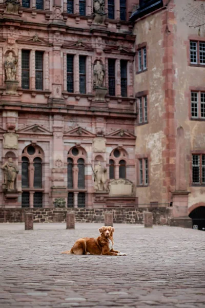 Dog at the castle on a background of vintage architecture. Traveling with a pet. Nova Scotia Duck Tolling Retriever outside