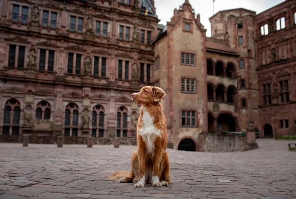 Dog at the castle on a background of vintage architecture. Traveling with a pet. Nova Scotia Duck Tolling Retriever outside — Stock Photo, Image