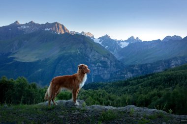 Dağlardaki köpek. Yolculukta Nova Scotia Duck Tolling Retriever. Bir evcil hayvanla bir gezi..