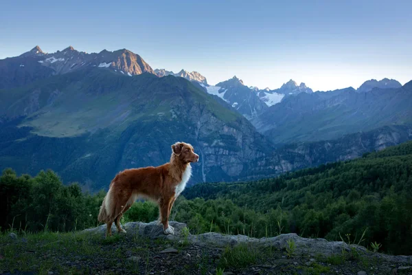 Dog in the mountains. Nova Scotia Duck Tolling Retriever in the journey. A trip with a pet. — Stock Photo, Image