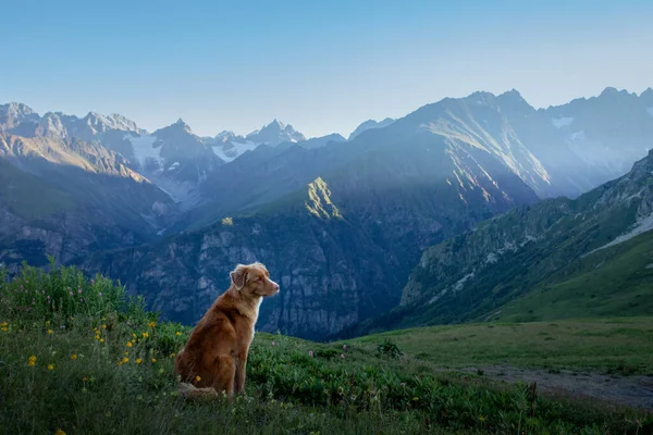 Dog in the mountains. Nova Scotia Duck Tolling Retriever in the journey. A trip with a pet. — Stock Photo, Image
