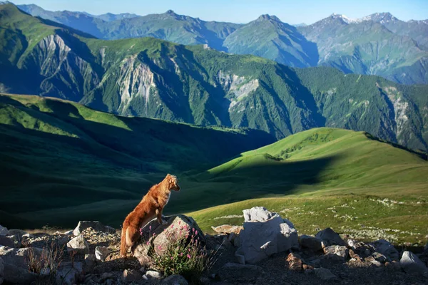 dog in the mountains. Nova Scotia Duck Tolling Retriever in the journey. A trip with a pet.