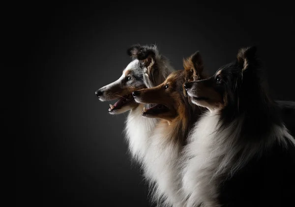 three dogs in silhouette light. Sheltie in a photo studio on a dark background.