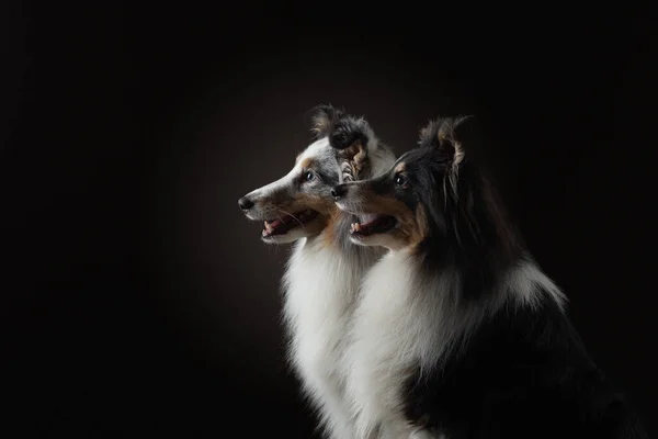 Dos perros en silueta de luz. Sheltie en un estudio fotográfico sobre un fondo oscuro . —  Fotos de Stock