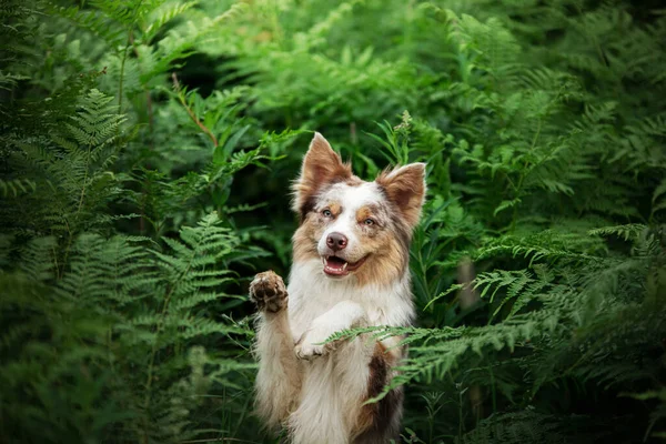 Il cane sbircia fuori da dietro una felce. Confine Collie in natura nella foresta . — Foto Stock