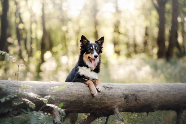 Doğadaki bir köpeğin portresi. Evcil hayvan.. — Stok fotoğraf