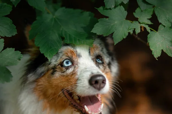 自然界の犬の肖像画です散歩用のペット. — ストック写真