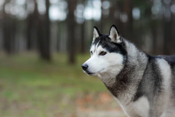 Porträtt av en hund i naturen. Sällskapsdjur på promenad. — Stockfoto