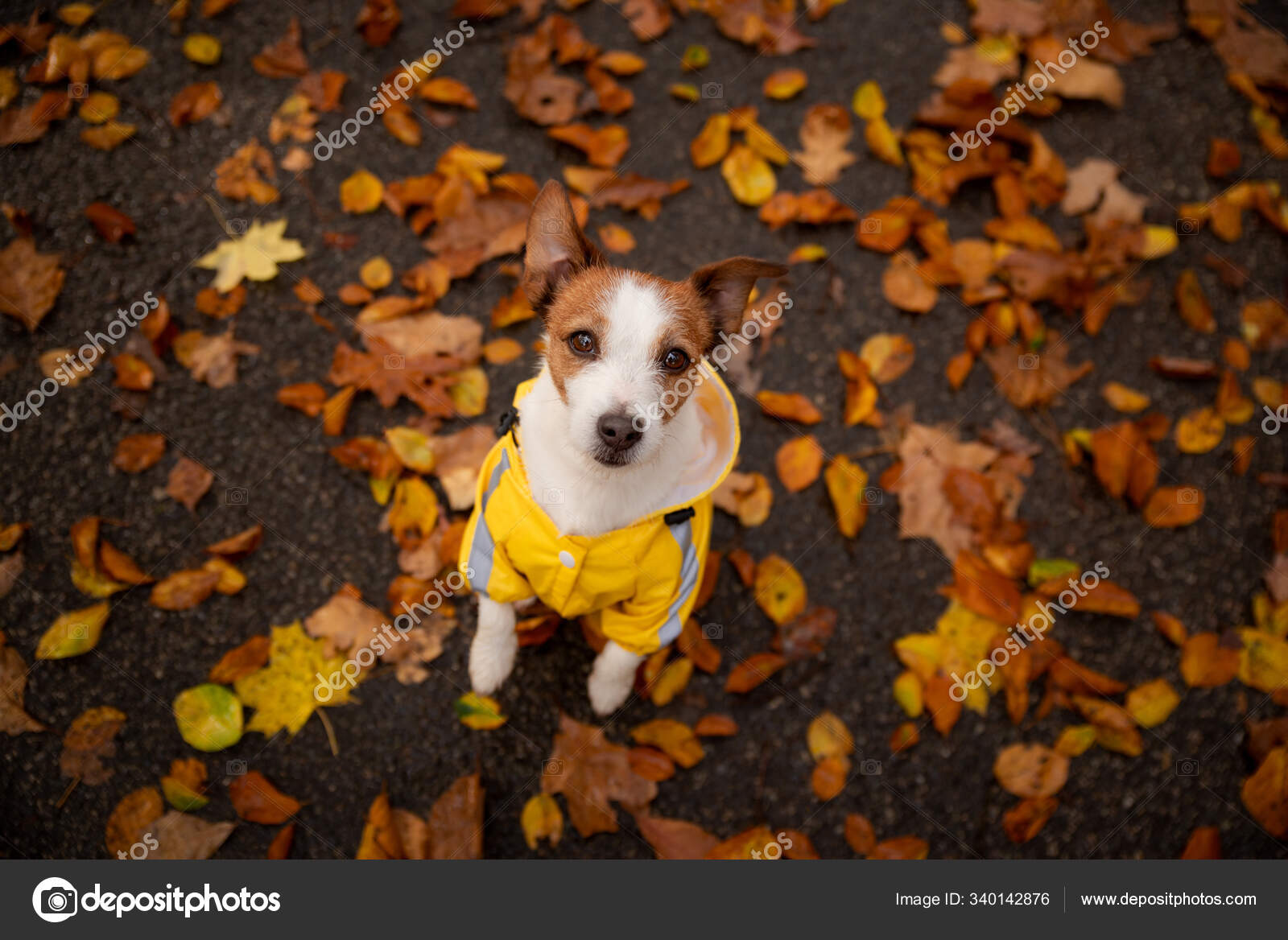 Dog in a jacket at autumn park. Jack Russell Terrier in a yellow