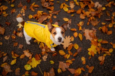 Sonbahar parkında ceketli bir köpek. Sarı yağmurluklu Jack Russell Terrier. Evcil hayvan.