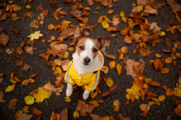 Pes v bundě v podzimním parku. Jack Russell Terrier ve žluté pláštěnce. Domácí mazlíček na procházce — Stock fotografie