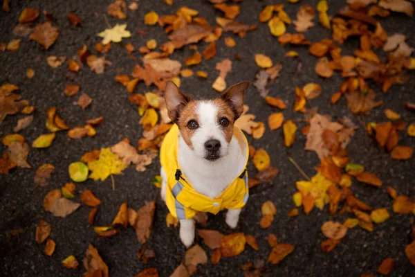 Kutya kabátban az őszi parkban. Jack Russell Terrier sárga esőkabátban. Sétáló kisállat — Stock Fotó