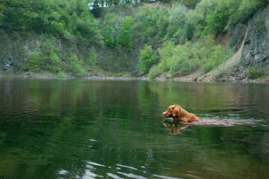 Köpek gölde yıkanır. Doğada evcil hayvan. Nova Scotia Ördek Çalan Köpek Suda.