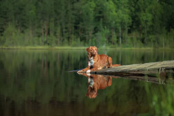 Le chien se trouve sur une jetée en bois sur le lac. Marchez avec votre animal de compagnie. Nouvelle-Écosse Retriever en train de rôder — Photo