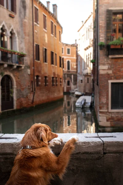 Kasabadaki köpek. Venedik 'te Nova Scotia Duck Tolling Retriever, kanallar ve köprüler. Evcil bir hayvanla yürü — Stok fotoğraf