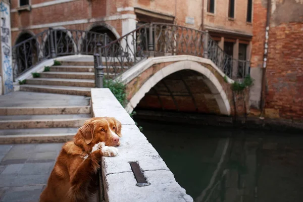 Dog in the town. Nova Scotia Duck Tolling Retriever in Venice, canals and bridges. walk with a pet — Stock Photo, Image