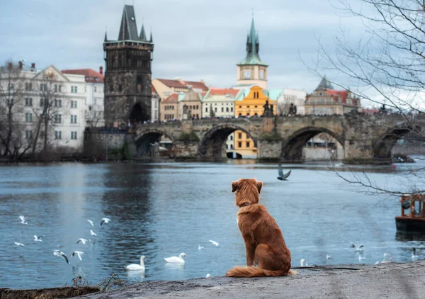 dog on the promenade in Prague near Charles bridge. Nova Scotia Duck Tolling Retriever in the old center,