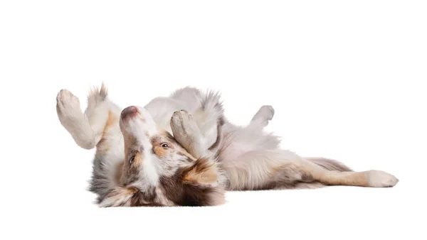 Collie 'nin köpeği yalan söylüyor. Beyaz arkaplanda evcil hayvan. — Stok fotoğraf