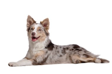 Collie 'nin köpeği yalan söylüyor. Beyaz arkaplanda evcil hayvan.