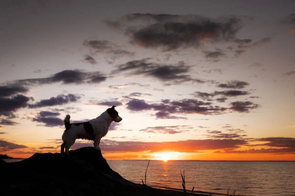 Dog stands in the backlight at sunset. Jack Russell Terrier on the beach, sea. Traveling with a pet. — Stockfoto